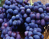 Hdl+cholesterol+foods+list